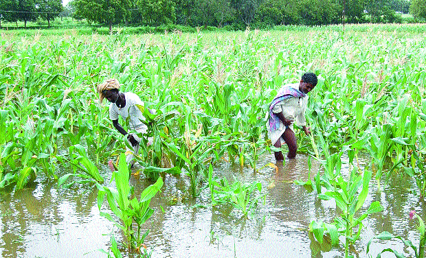 Meagre Compensation For Damage Due To Rain Drives Farmers To Suicide